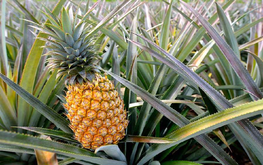 How did the Pineapple get its Name?
