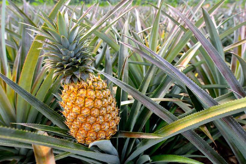 How did the Pineapple get its Name?