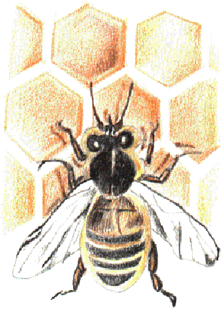 The Song of the Bee [Illustration by Aneesh Jaisinghani]
