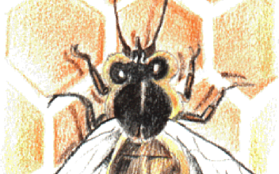 The Song of the Bee