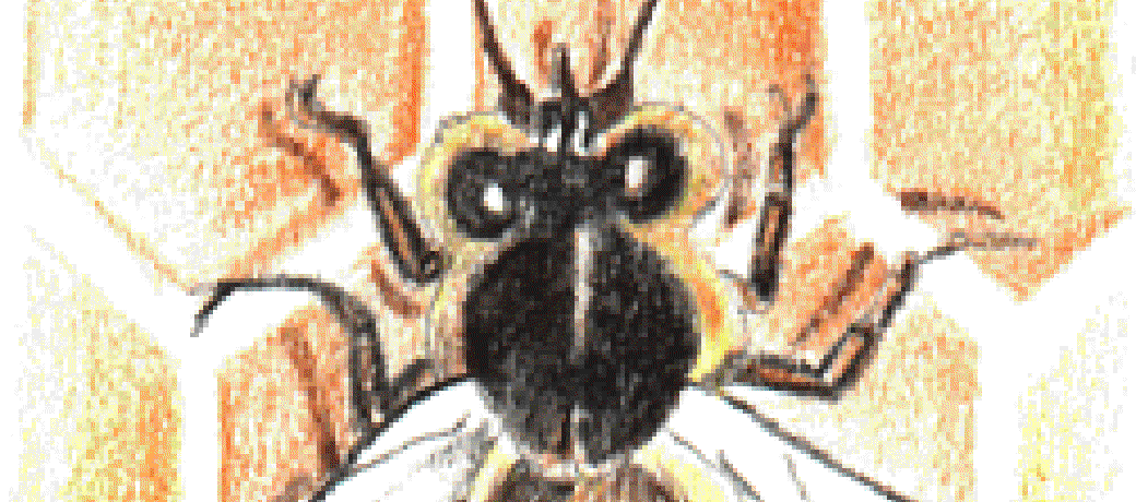The Song of the Bee