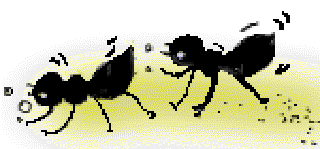 Little Black Dashes [Illustrations by Kusum Chamoli]