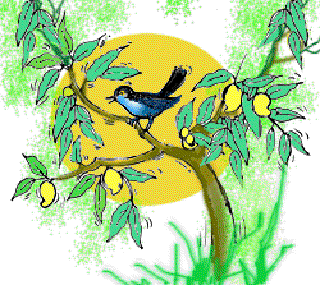 Koel [Illustration by Kusum Chamoli]