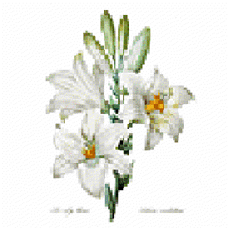 The Lily Pool []