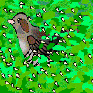 Have You Seen the Cuckoo Bird? [Illustration by Sudheer Nath]