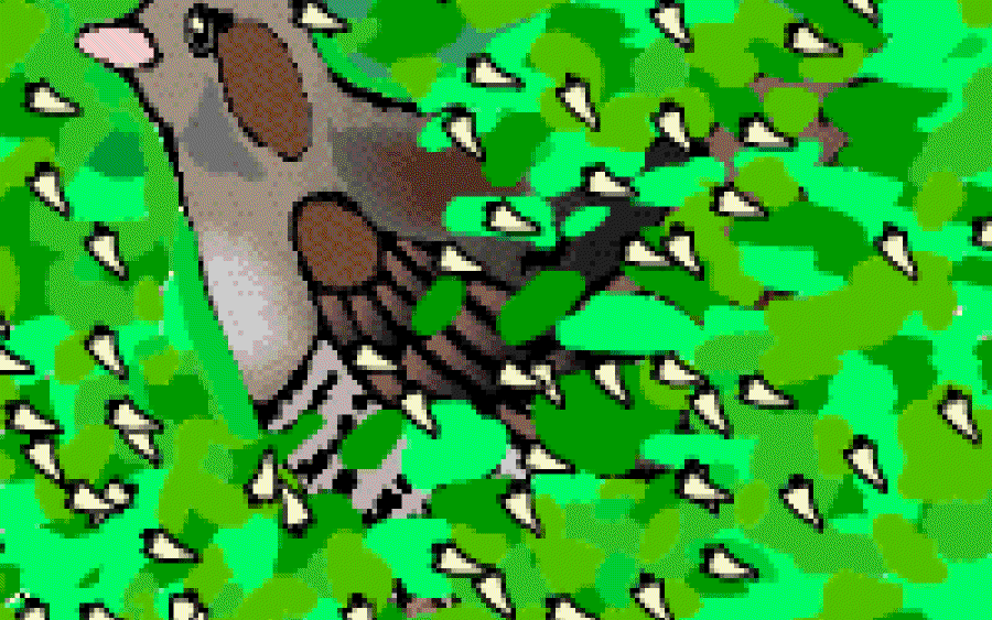 Have You Seen the Cuckoo Bird?