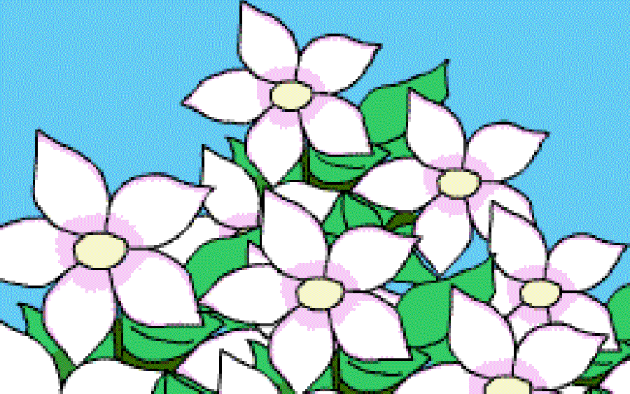 The White Flowers