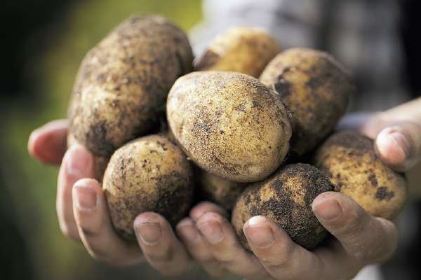 Farmer holding harvested dirty potatoes in his hands.