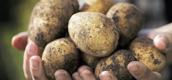 Illustration for Is Potato a Fruit or Vegetable?
