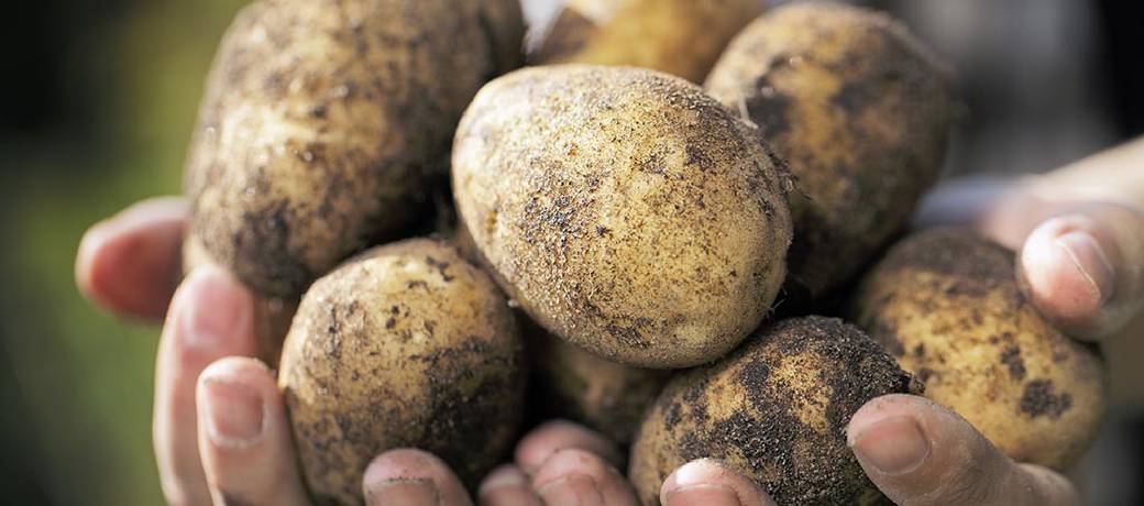 Illustration for Is Potato a Fruit or Vegetable?