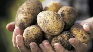 Illustration for Is Potato a Fruit or Vegetable?
