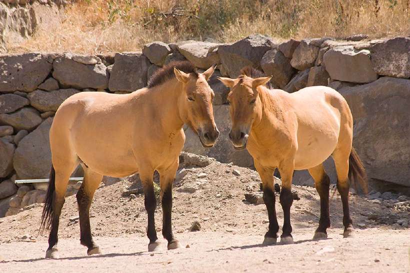 Przhevalsky horses — named after the Russian geographer and explorer Nikolai Przhevalsky.