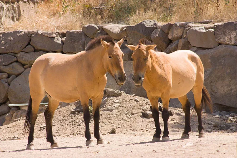 Przhevalsky horses — named after the Russian geographer and explorer Nikolai Przhevalsky.