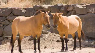 Illustration for How did the Modern Horse Originate?