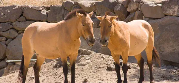 Illustration for How did the Modern Horse Originate?