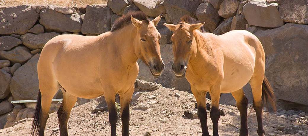 Illustration for How did the Modern Horse Originate?