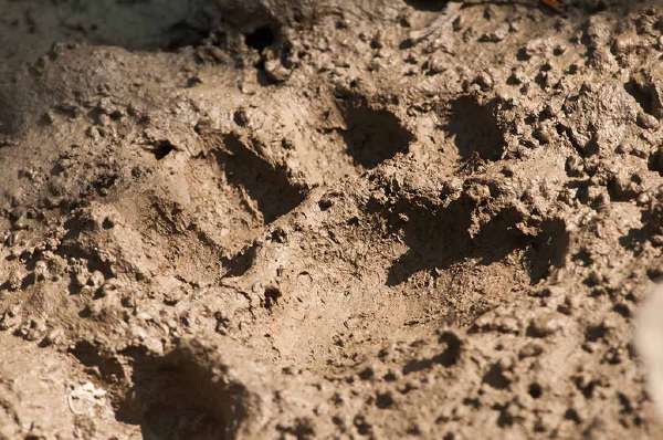 Paw print of a royal bengal tiger at Sundarbans National Park, West Bengal, India.