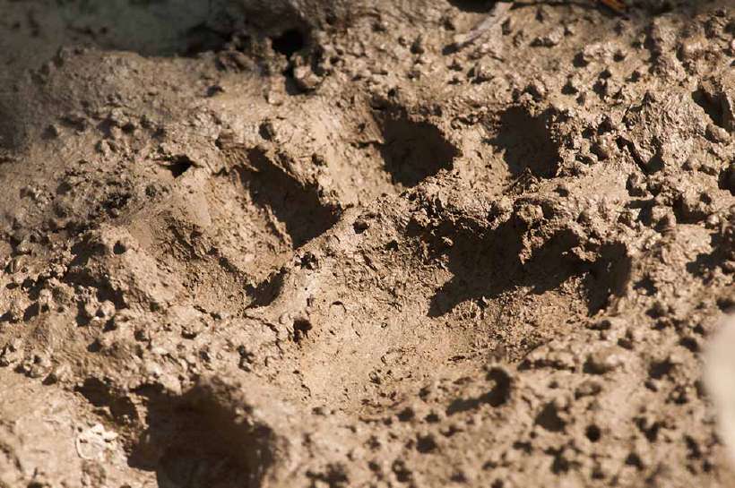 Paw print of a royal bengal tiger at Sundarbans National Park, West Bengal, India.