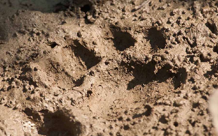 Footprints on Earth