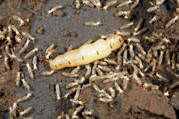 A termite queen can live for 45 years