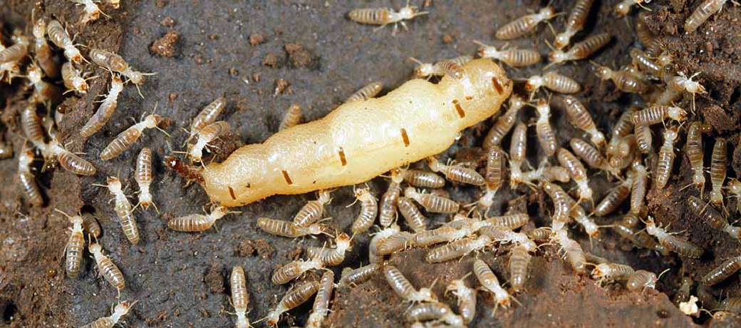 Which Insects Live the Longest?