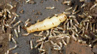 Illustration for Which Insects Live the Longest?