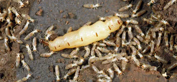 Illustration for Which Insects Live the Longest?