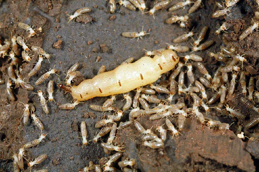 A termite queen can live for 45 years