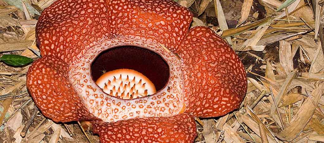 Can Plants be Parasites?