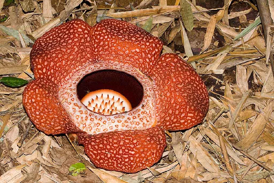 Rafflesia keithii is a parasitic flowering plant. These flowers are considered to be among the largest in the world and can grow up to one metre in diameter.