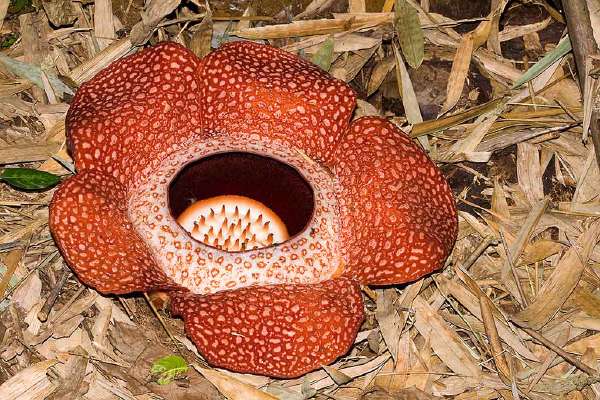 Rafflesia keithii is a parasitic flowering plant. These flowers are considered to be among the largest in the world and can grow up to one metre in diameter.