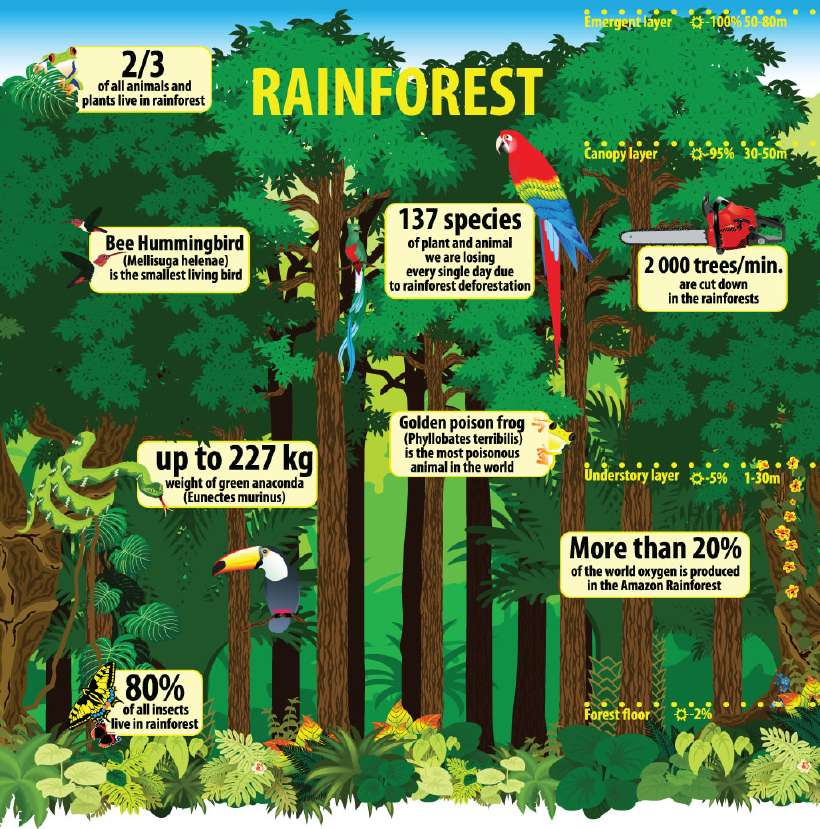 The rainforests of the Amazon basin in South America is one of the lushest rainforest in the world.