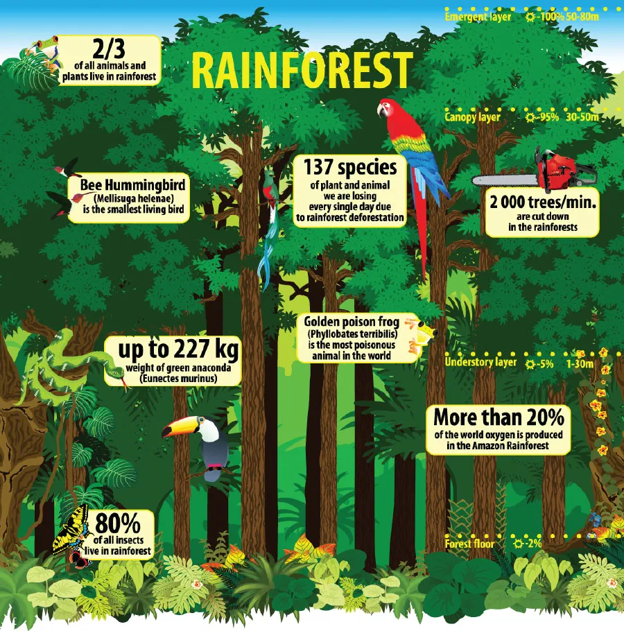 The rainforests of the Amazon basin in South America is one of the lushest rainforest in the world.
