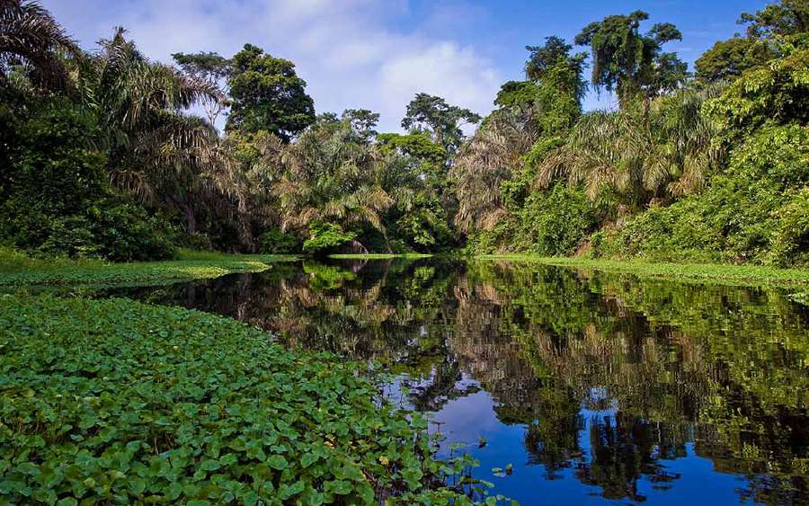 The Magical Rainforest