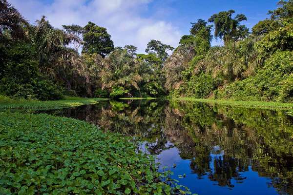 A river runs through a beautiful rainforest