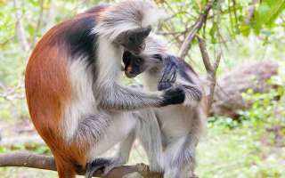 Is the Red Colobus monkey extinct?