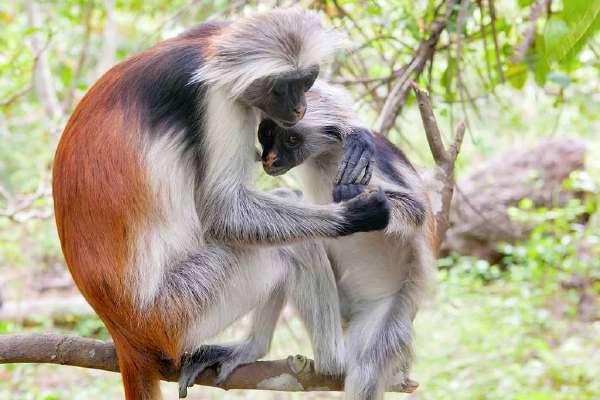 Red colobus monkey (Piliocolobus kirki)