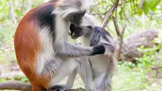 Illustration for Is the Red Colobus monkey extinct?