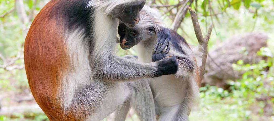 Illustration for Is the Red Colobus monkey extinct?