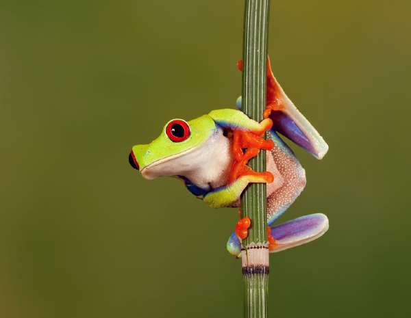 The red-eyed tree frog (Agalychnis callidryas) is native to rainforests in Central America.