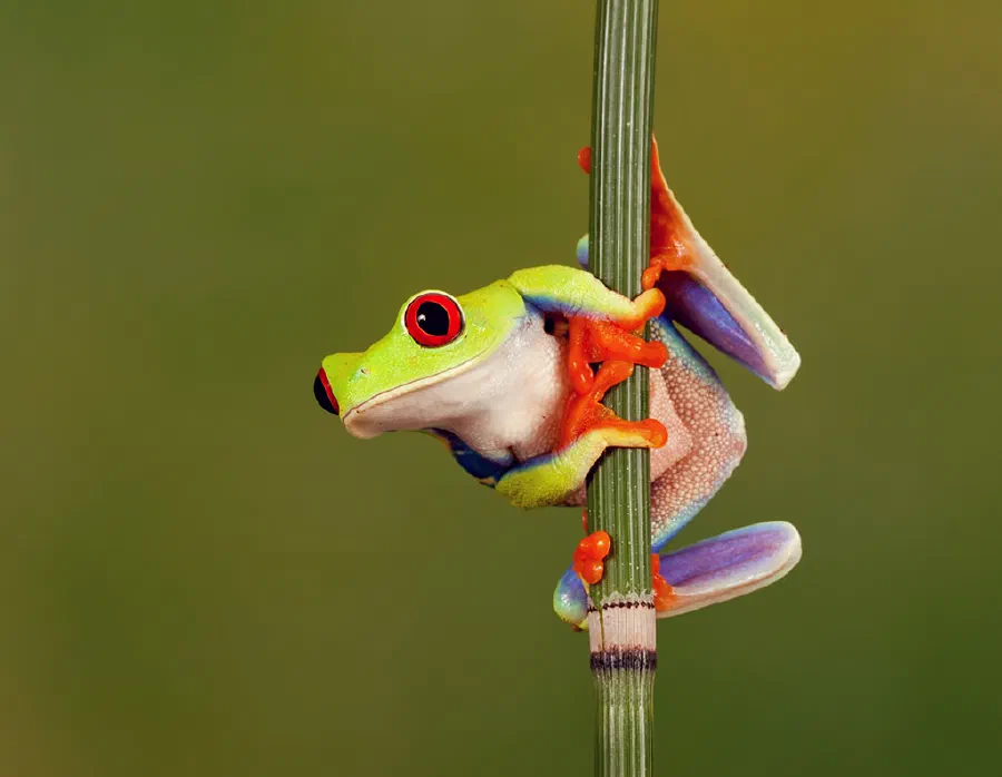 The red-eyed tree frog (Agalychnis callidryas) is native to rainforests in Central America.