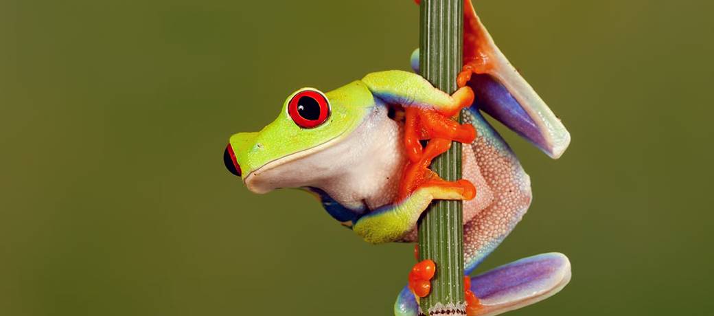 How are Frogs Different From Toads?