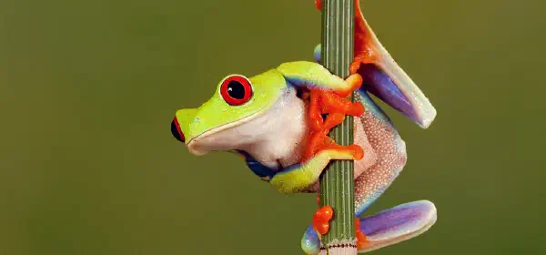 Illustration for How are Frogs Different From Toads?