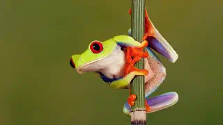 Illustration for How are Frogs Different From Toads?
