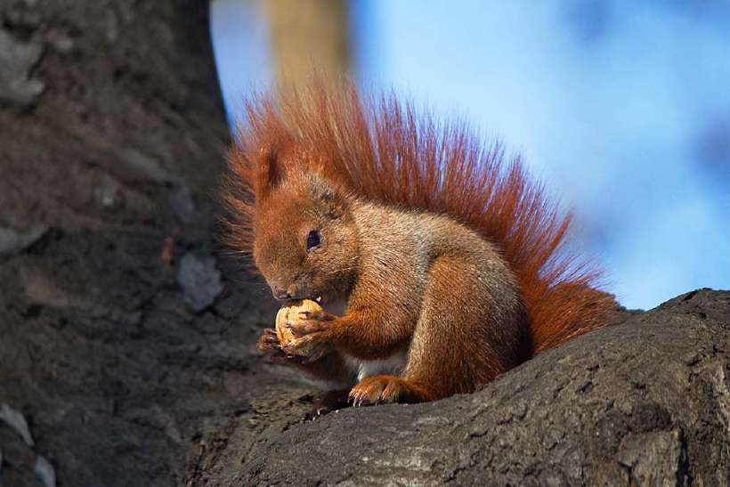 Red squirrel with nut