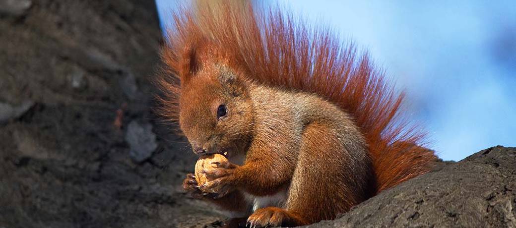 Squirrelling it Away