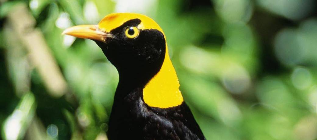 The Gardener Bird