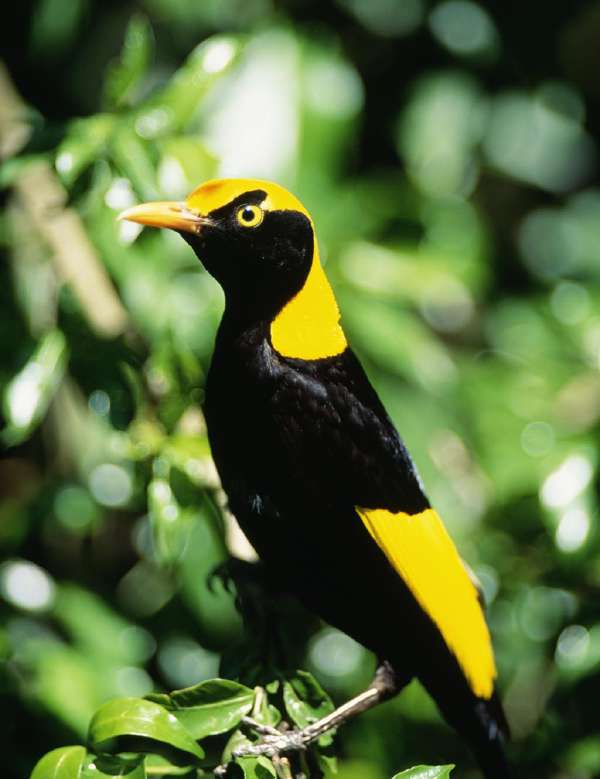 Regent Bowerbirds live in New Guinea and are known to make a garden of flowers, shells and moss.