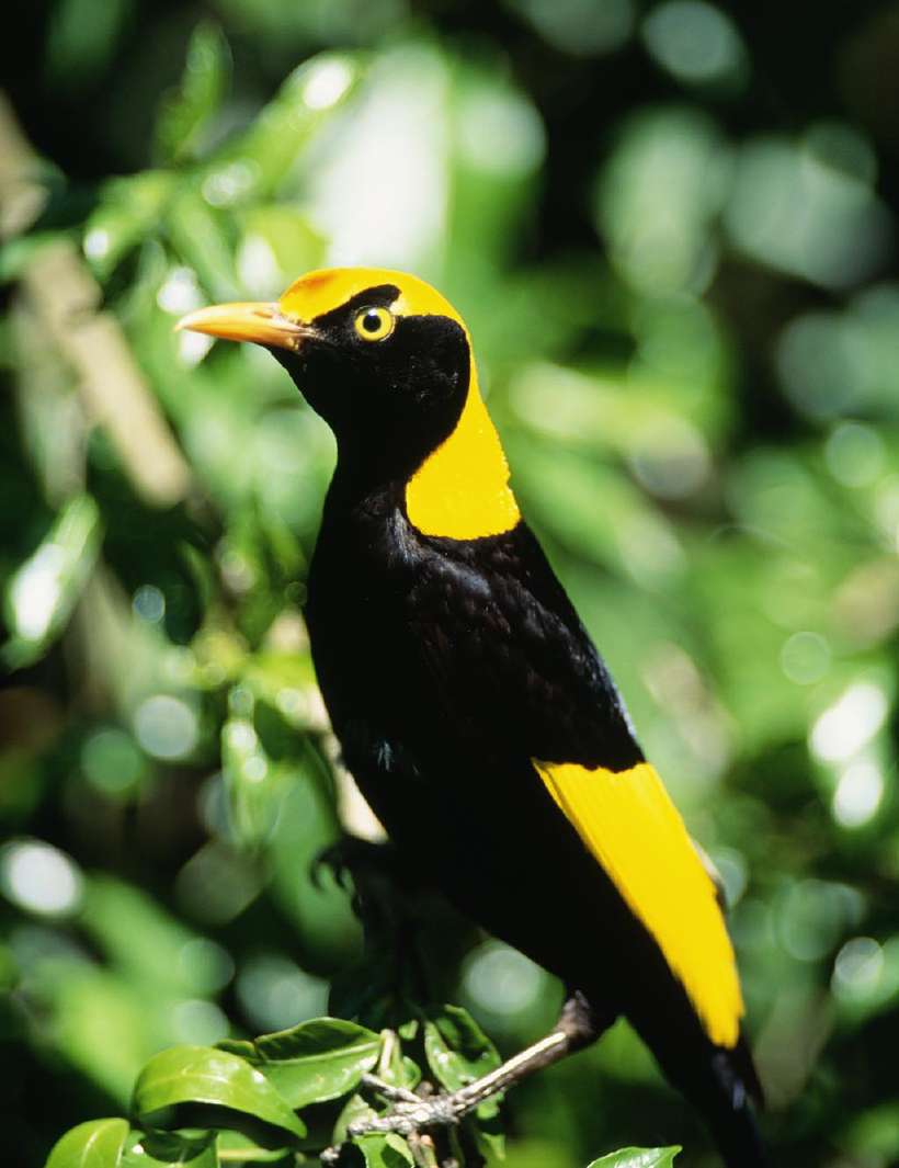 Regent Bowerbirds live in New Guinea and are known to make a garden of flowers, shells and moss.