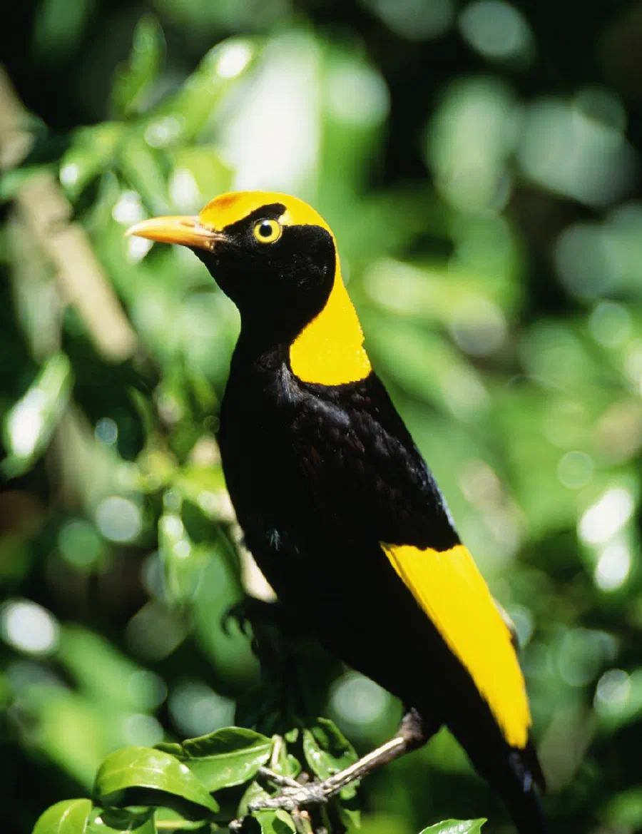 Regent Bowerbirds live in New Guinea and are known to make a garden of flowers, shells and moss.